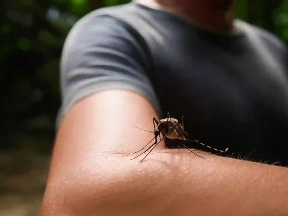 Salta: Confirman brote de dengue en la zona norte y piden extremar los cuidados