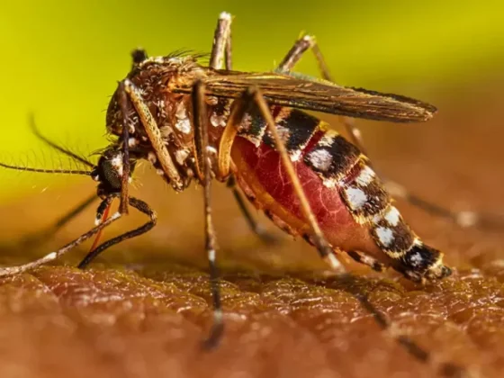 Salud refuerza medidas preventivas para combatir el dengue
