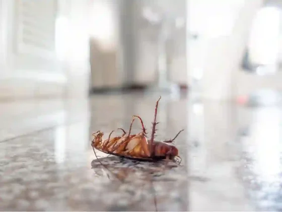 Ni canela ni orégano: el truco casero con un ingrediente de cocina para decirle adiós a las cucarachas