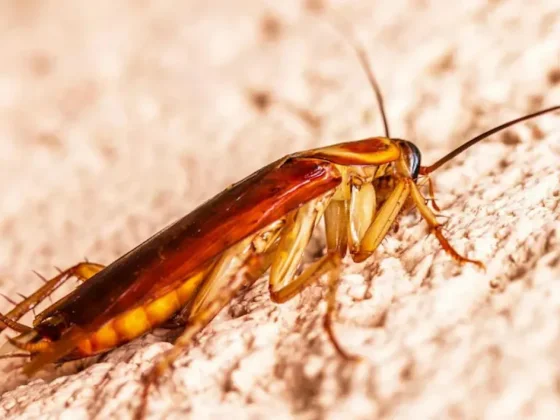 Un preso fingió tener una cucaracha en el oído para escapar de la cárcel
