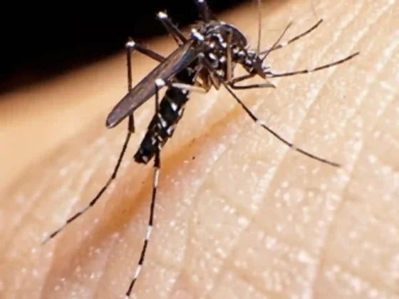 Se confirmaron seis nuevos casos de dengue en la provincia