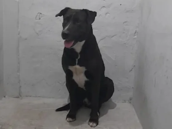 Detuvieron a una mujer en Mar del Plata por tener sexo con un perro en la vía pública