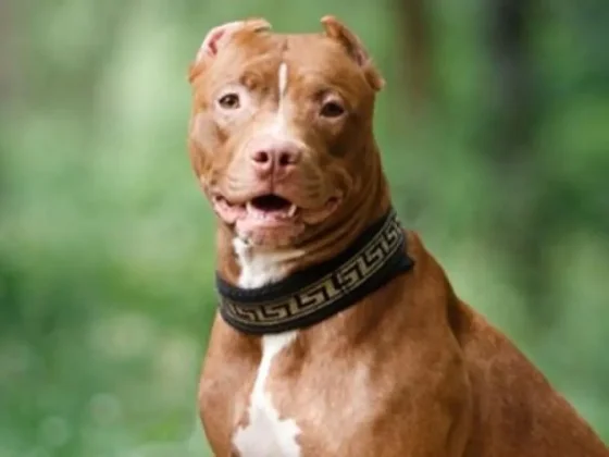 Una joven embarazada fue atacada por su pitbull en Córdoba