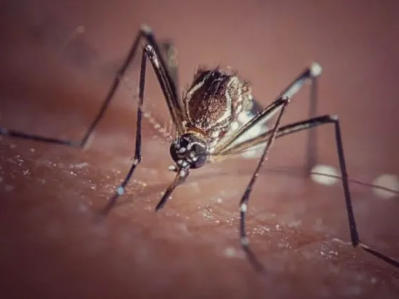 Se confirmaron en la provincia 18 casos de dengue