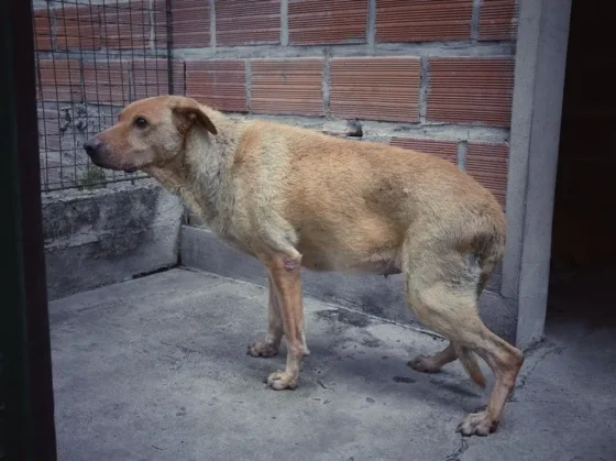 Rescataron a una perrita abandonada dentro del canal Esteco