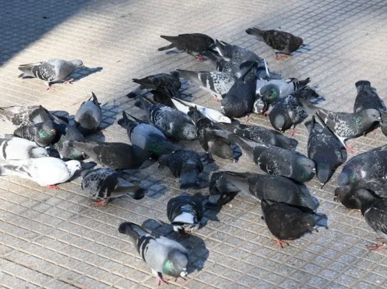 La Municipalidad impulsará una campaña para controlar la superpoblación de palomas