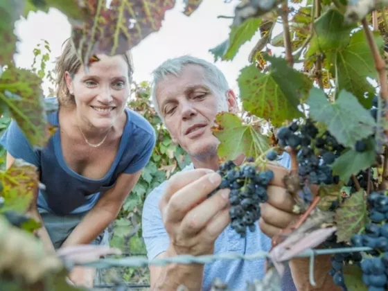 Salta te invita a vivir una nueva Vendimia con una gran variedad de actividades