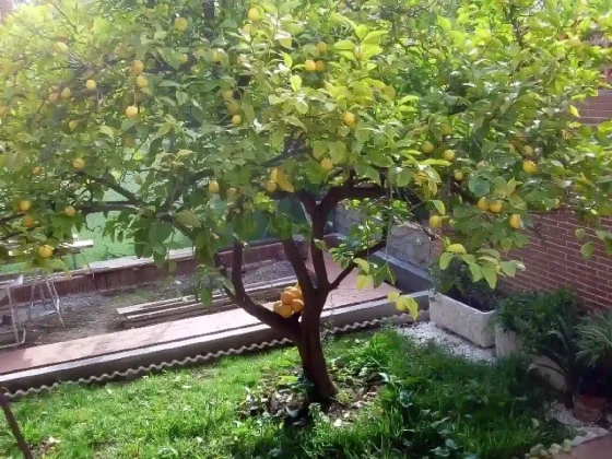 La clave para un limonero saludable: cada cuánto regarlo según los expertos