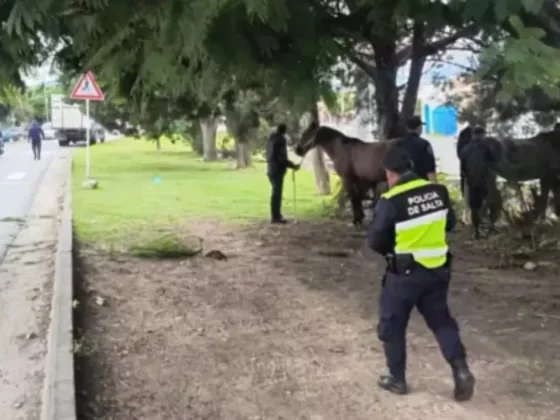 La Policía incautó más de 400 animales sueltos en lo que va del año