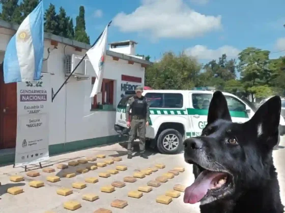 Firulais detectó 50 kilos de marihuana enviados en encomiendas desde Orán hacia Salta capital