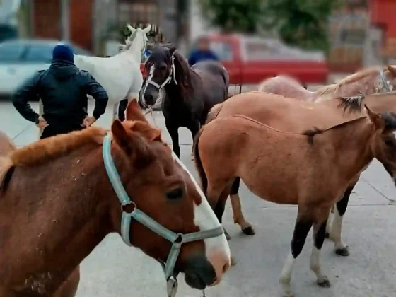 Caballería incautó animales sueltos en la Capital