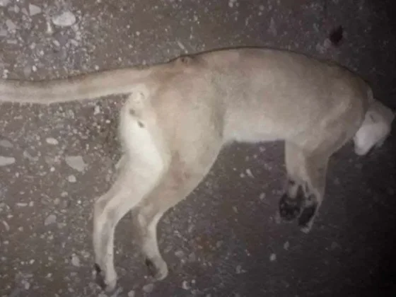 SIN CORAZÓN: Matan a palazos a un puma en Jujuy