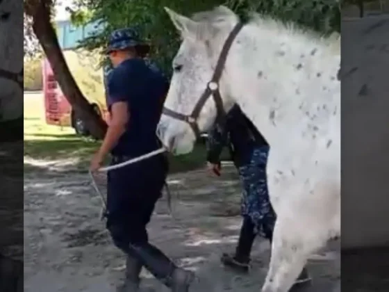 Se intensifican los operativos por animales sueltos en la vía pública