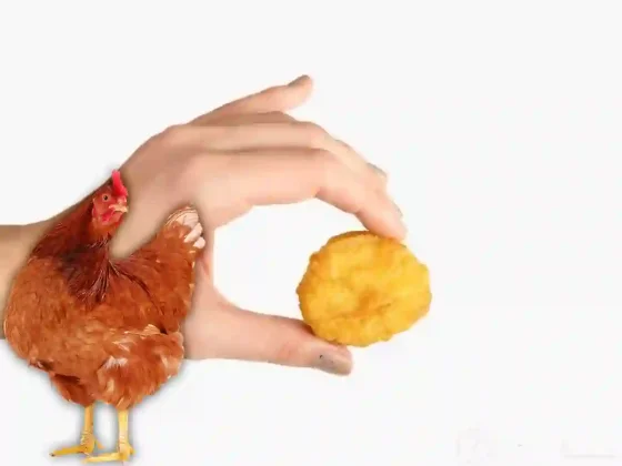 ¿Chefs o científicos? Cultivaron un pollo del tamaño de un nugget