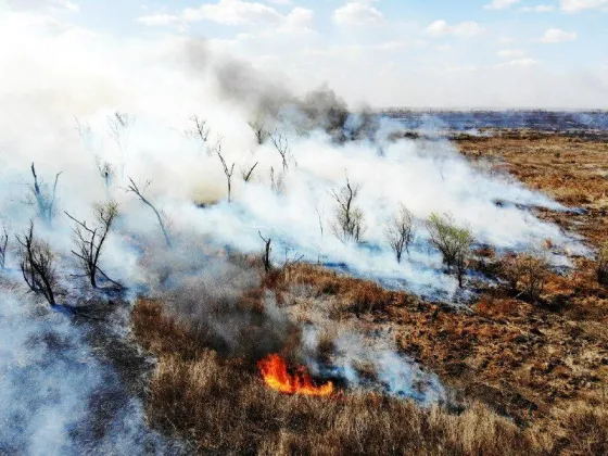 Incendios en el Delta del Paraná: calculan que ya se quemaron casi 100.000 hectáreas