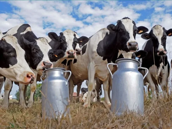 Fuerte repunte: Producción de leche crece 10,9% en el primer trimestre de 2025