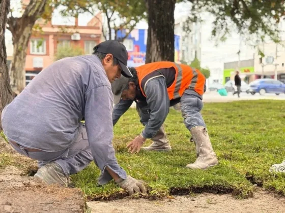 Colocaron el nuevo césped en la plaza Alvarado