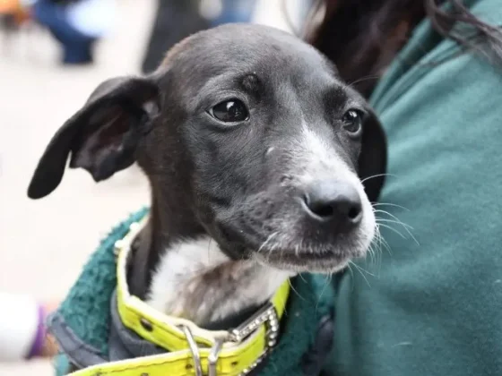 Se celebró el Día del Animal en el Centro de Adopciones Municipal