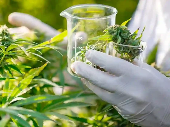 Cannabis medicinal en Salta: Un encuentro decisivo para el Reprocann y la economía del saber