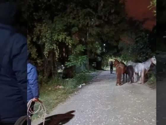 Se secuestraron animales sueltos en la vía pública