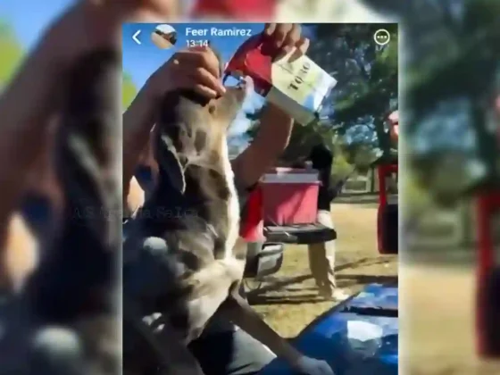 Maltrato animal en Salta: Un perro, un tetrabrik y una risa que duele