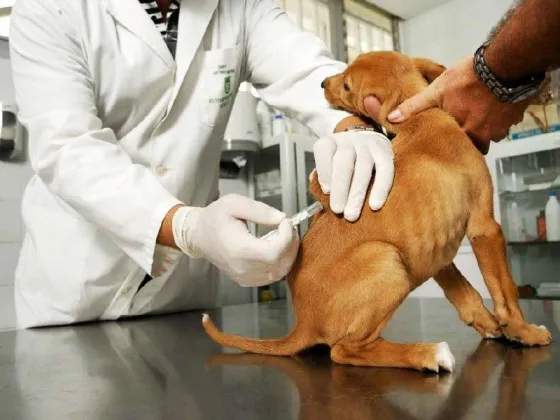 Vacunarán a las mascotas en los barrios Grand Bourg, San Lucas, Manjón y autódromo