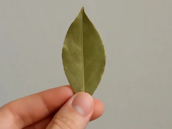 Dónde hay que poner hojas de laurel en casa para atraer la abundancia, según el Feng Shui
