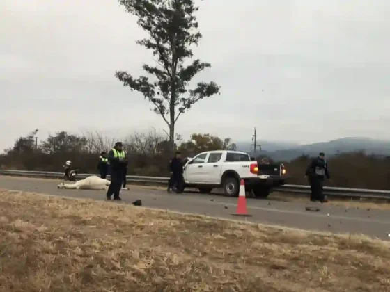 Caballo suelto provocó un violento accidente en la Circunvalación Oeste