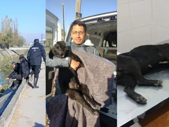 Perros rescatados en Salta: ya están fuera de peligro
