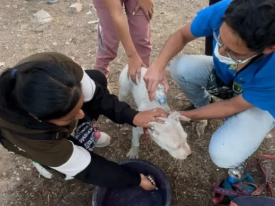 Rescatan a 15 mascotas de incendios forestales: una lucha por la vida