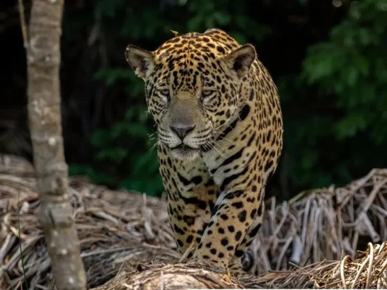 Nació un yaguareté silvestre en El Impenetrable tras décadas de ausencia