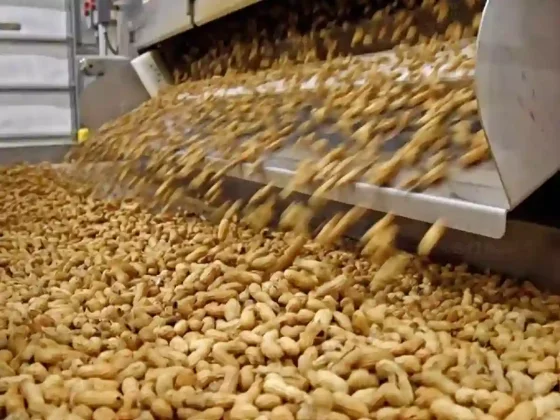 Argentina se convirtió en el mayor exportador de maní, tras la baja de impuestos