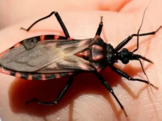 Salta refuerza la prevención y el tratamiento gratuito contra el Chagas
