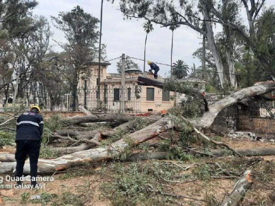 Se intervino por la caída de un eucalipto de 30 metros en Mendoza y Lavalle