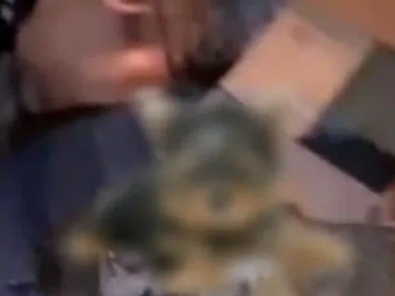 Conmoción en Salta: Tiraron una perrita en una bolsa al camión recolector de basura