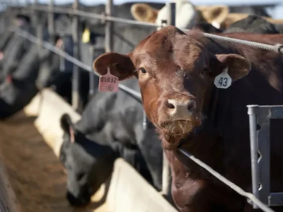 El Gobierno confirmó que las retenciones cero para carne se mantendrán hasta el 31 de octubre