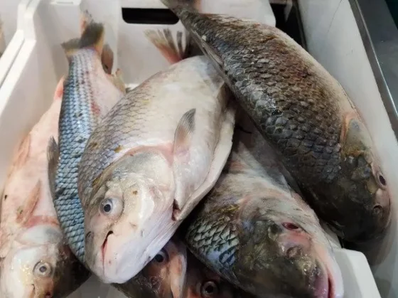 Precios estables y buen nivel de consumo de pescados y mariscos en el mercado San Miguel
