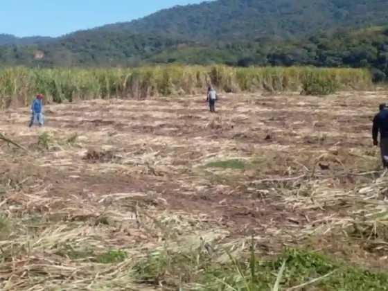 Contrabando de caña de azúcar: sigue con un flujo imparable hacia Bolivia