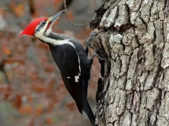 Una charla en el Parque San Martín resaltó el valor de las aves para el ambiente