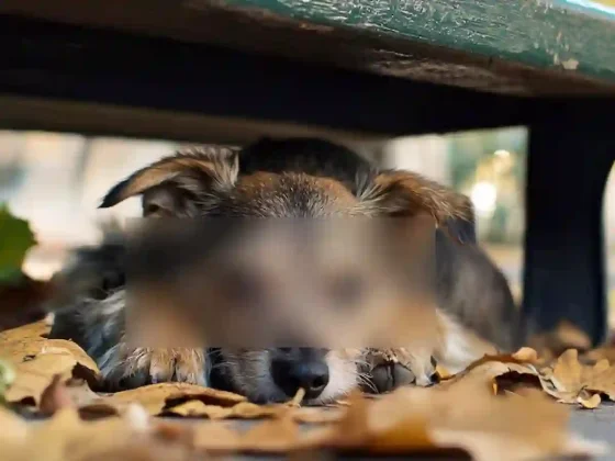 Piden juzgar a una salteña por matar a su perrita, colgándola en un descampado