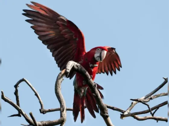 Matan con gomera a “Charrúa”, un guacamayo rojo protegido del proyecto Rewilding Argentina