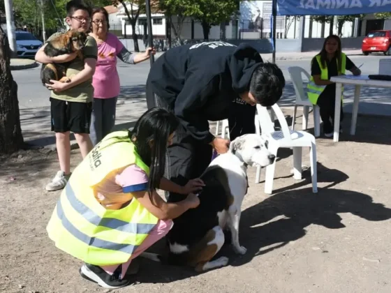 Se vacunará contra la rabia en Cerámica, El Sol, María Esther y 20 de Junio