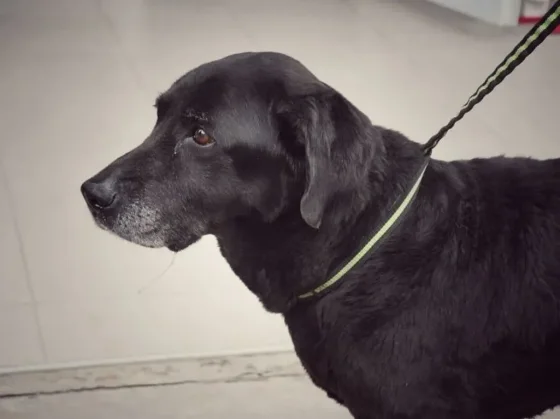 Apareció el dueño de la perrita rescatada de un canal pluvial