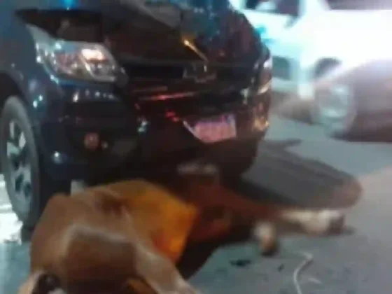 Vaqueros: Violento choque entre una camioneta y un caballo