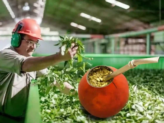 Exportaciones de yerba mate alcanzaron un récord histórico