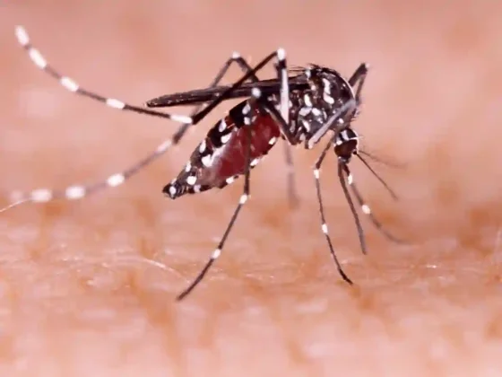 Pautas para prevenir el dengue durante el período de lluvias