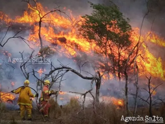Arde Salta: Miles de hectáreas ya fueron consumidas por las llamas