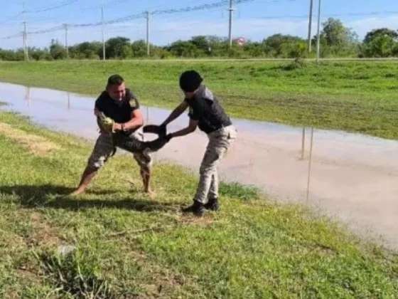 Sorprendente rescate de un yacaré en Pichanal: apareció dentro de una empresa