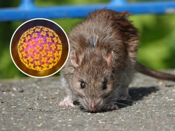 Ya se confirmaron ocho casos de hantavirus en el norte de la provincia