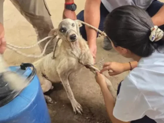 Más de 100 perros fueron evaluados en Embarcación para prevenir la leishmaniasis visceral canina